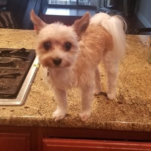 Meet your Posher, Kim